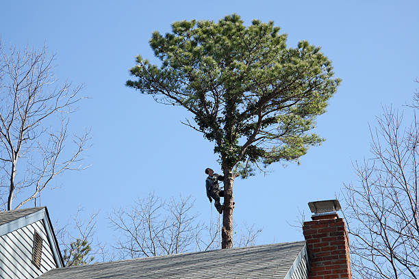 Reliable Nambe, NM Tree Removal Services Solutions